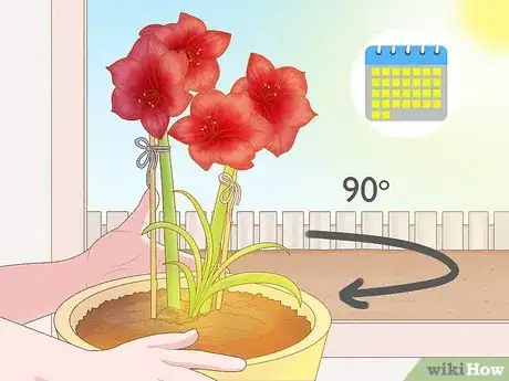 Image titled Keep an Amaryllis Upright Step 6