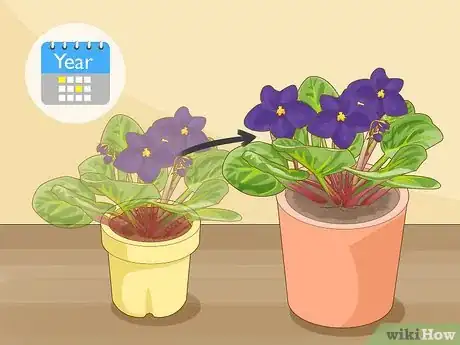 Image titled Get African Violets to Bloom Step 9