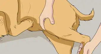 Fly Internationally With a Dog