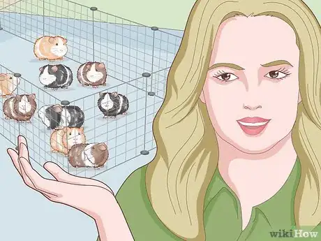 Image titled Run a Guinea Pig Rescue Step 6