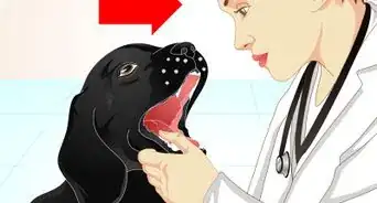 Firm Up Your Dog's Stool