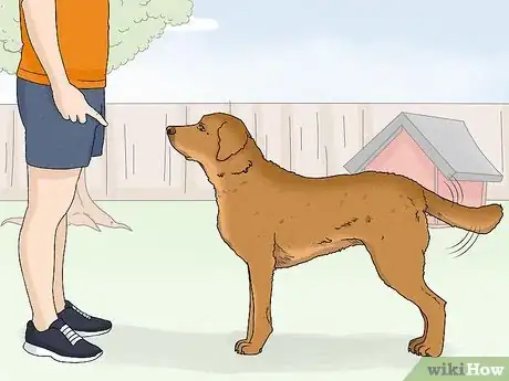 Image titled Identify a Chesapeake Bay Retriever Step 16