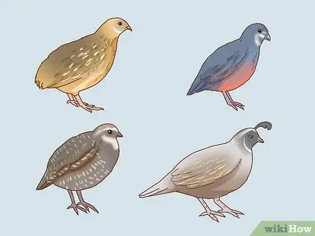 Image titled Buy Quail Chicks Step 2