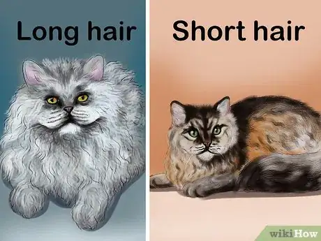 Image titled Identify a Selkirk Rex Step 2