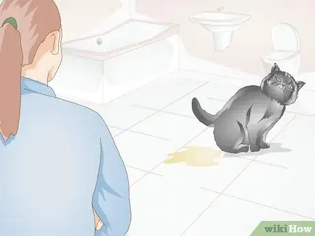Image titled Diagnose Urinary Tract Disease in Cats Step 3