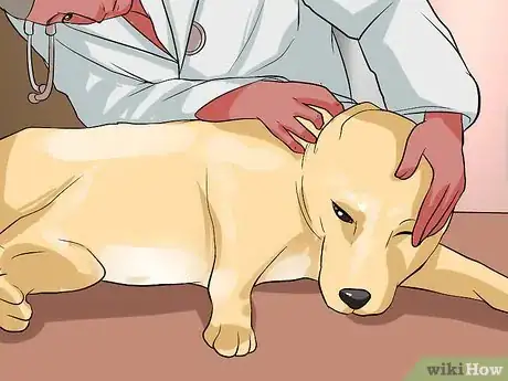 Image titled Prevent Whipworms in Dogs Step 5