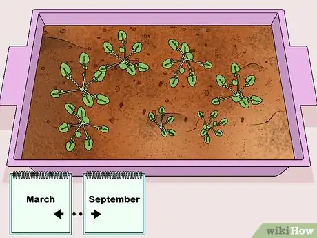 Image titled Harvest American Cress Step 1