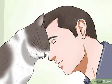 Image titled Get a Grumpy Cat to Like You Step 14