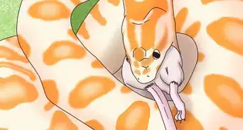 Play With a Pet Snake