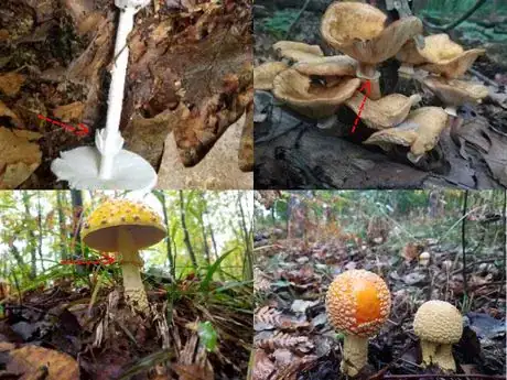 Image titled Partial veil1