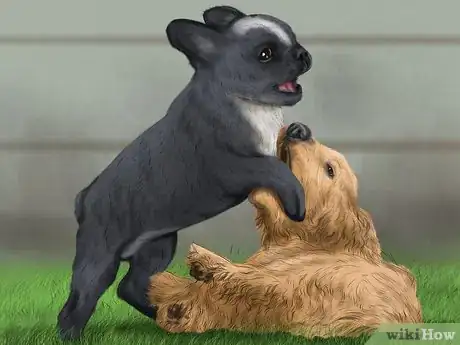 Image titled Handle a Little Dog with a Big Attitude Step 2