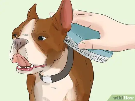 Image titled Get a Dog Ready for a Special Occasion Step 1