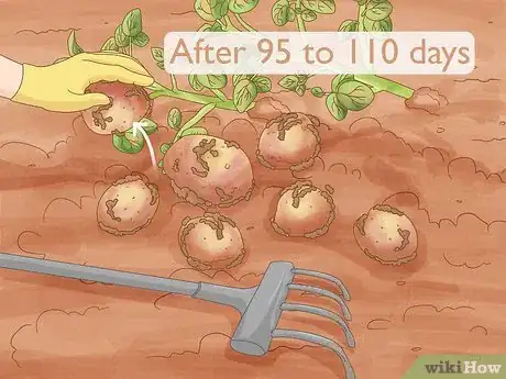 Image titled Grow Irish Potatoes Step 11