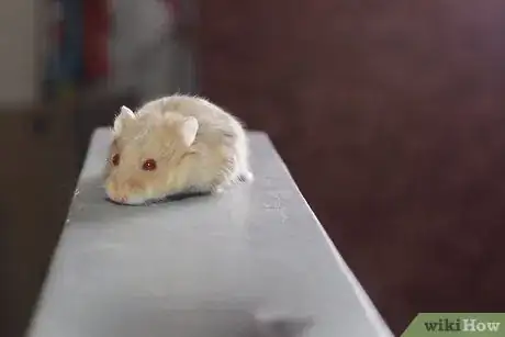 Image titled Make Cute Pictures of Your Hamster Step 7
