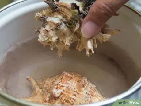 Image titled Clean and Polish Seashells Step 4