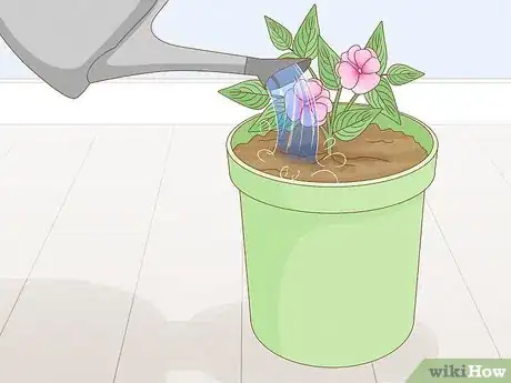 Image titled Grow New Guinea Impatiens Indoors Step 7