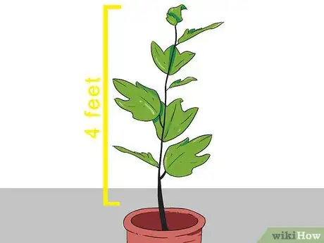 Image titled Plant Sycamore Tree Seeds Step 7