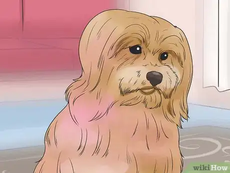 Image titled Dye Your Pet Step 15