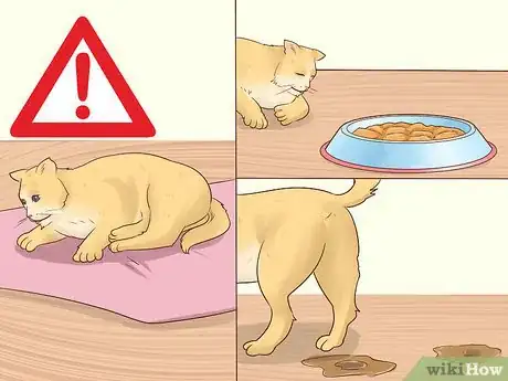 Image titled Give Atenolol to Cats with Heart Disease Step 8