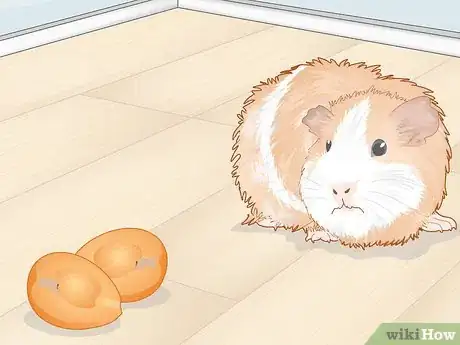 Image titled Prevent Your Guinea Pig from Becoming Sick Step 21