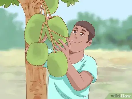 Image titled Plant Jackfruit Step 19