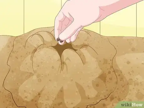 Image titled Grow Loofah Sponges Step 7