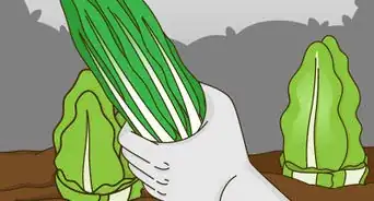 Grow Vegetables in the Midwest