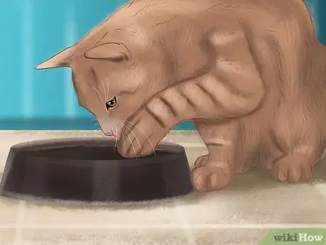 Image titled Care for a Pixiebob Cat Step 2