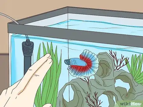 Image titled Teach Your Betta Fish to Swim Through a Hoop Step 4