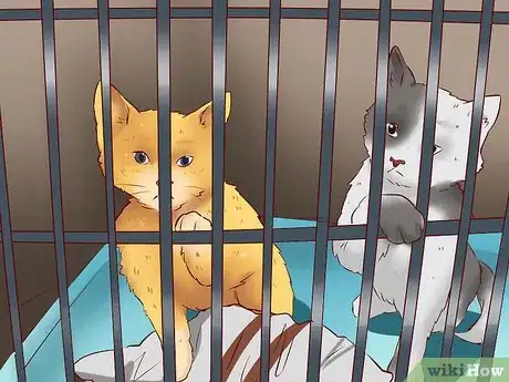 Image titled Get a Cat for a Pet Step 5
