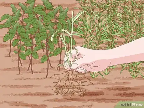 Image titled Reduce Pesticide Exposure Step 7