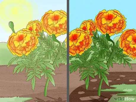 Image titled Deadhead Marigolds Step 8