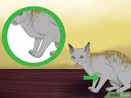 Image titled Identify a Cornish Rex Step 3
