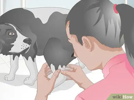 Image titled Rehabilitate Orthopedic Injuries in Dogs Step 8