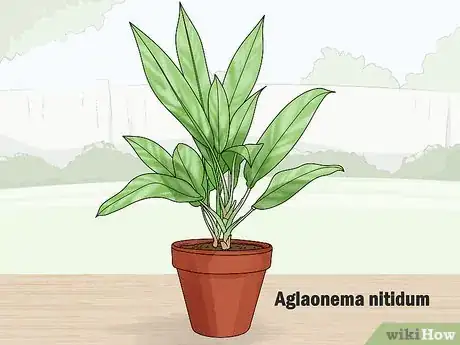 Image titled Grow Chinese Evergreens (Aglaonema) Step 4