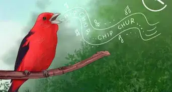 Identify a Scarlet Tanager