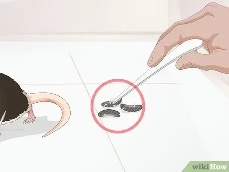 Image titled Identify Pinworms in Mice Step 2
