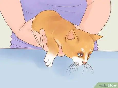 Image titled Adopt a Pair of Kittens Step 10