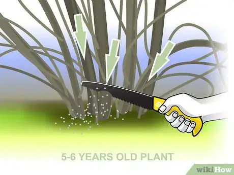 Image titled Prune Forsythia Step 04