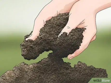 Image titled Grow Akebia Quinata Step 1