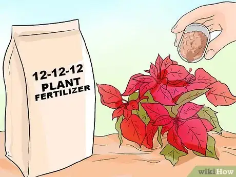 Image titled Grow Poinsettia Step 5