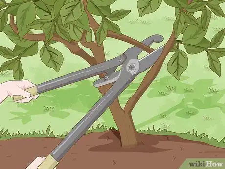 Image titled Plant a Persimmon Tree Step 9