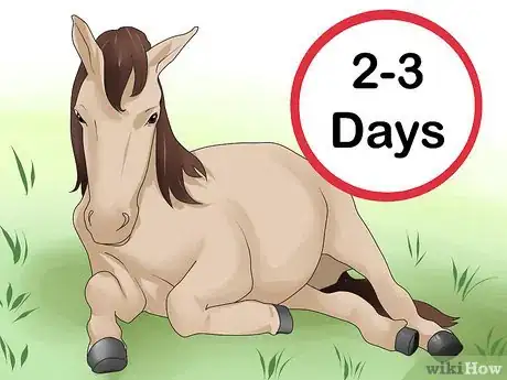 Image titled Take Your Horse on a Long Trailer Ride Step 16