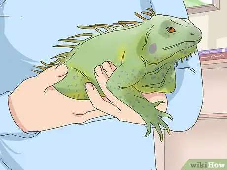 Image titled Buy an Iguana Step 5