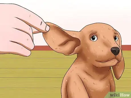 Image titled Diagnose Canine Allergies Step 2