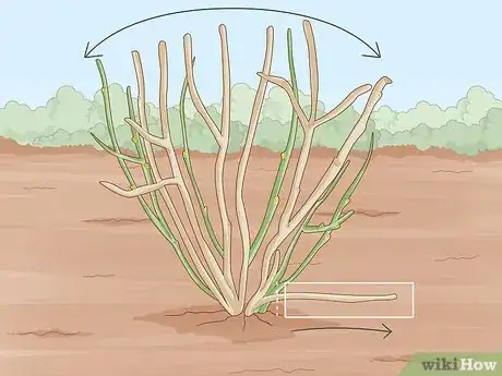 Image titled Prune Blackcurrants Step 7