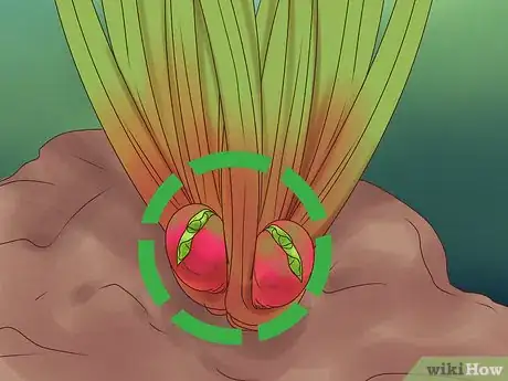 Image titled Divide Rhubarb Plants Step 6