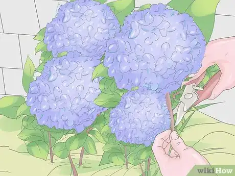 Image titled Grow Hydrangeas Step 11