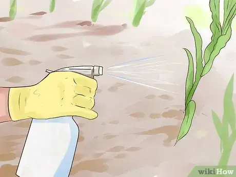 Image titled Grow Sweet Corn Step 13