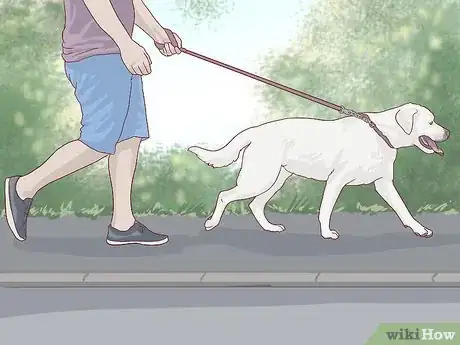 Image titled Treat Cardiac Disease in Older Dogs Step 10